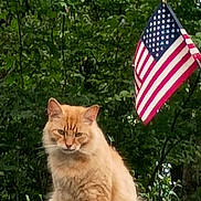 Clifford is registered to the contest to win money with this photo: cat, ginger_cat, orange_cat, feline, pet, animal, sitting, outdoor, backyard, car_roof, american_flag, flag, patriotic, greenery, trees, foliage, portrait, alert, fluffy, serious_expression