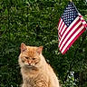 cat, ginger_cat, orange_cat, feline, pet, animal, sitting, outdoor, backyard, car_roof, american_flag, flag, patriotic, greenery, trees, foliage, portrait, alert, fluffy, serious_expression