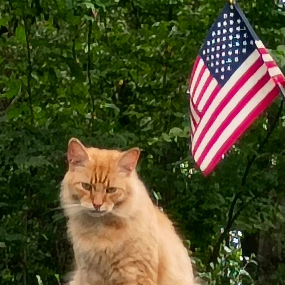 Clifford is registered to the contest to win money with this photo: cat, ginger_cat, orange_cat, feline, pet, animal, sitting, outdoor, backyard, car_roof, american_flag, flag, patriotic, greenery, trees, foliage, portrait, alert, fluffy, serious_expression