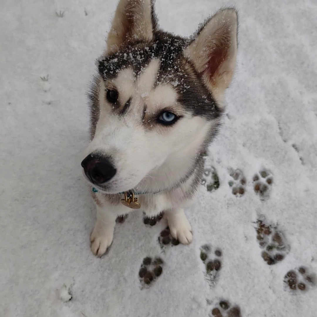Viego participe au concours pour gagner de l'argent avec cette photo : animal, bodypart, canine, dog, eskimodog, footprint, husky, mouth, nature, outdoors, person, pet, puppy, rock, snout, snow, soil, whitedog, winter, wolf