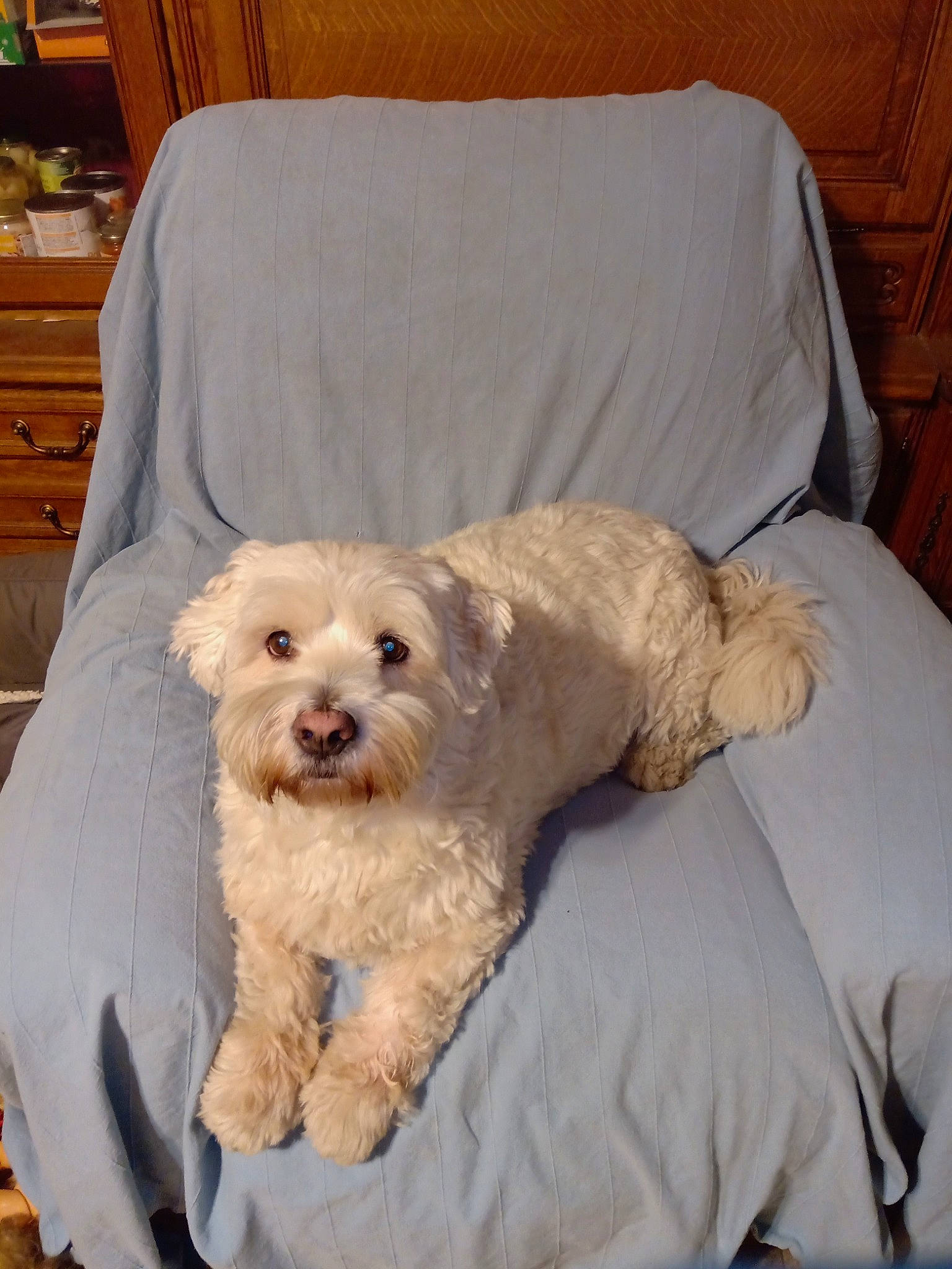 Flash a rejoint le concours — aidez-le/la à gagner de superbes lots ! cabinetry, carnivore, chair, chest, chest_of_drawers, comfort, companion_dog, cupboard, dog, dog_breed, dog_supply, drawer, fur, shih_poo, small_terrier, sporting_group, terrier, toy_dog, wood, working_animal