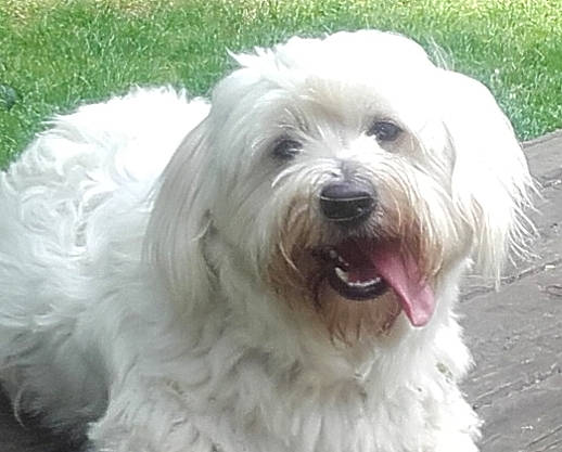 Flash a rejoint le concours — aidez-le/la à gagner de superbes lots ! canidae, carnivore, companion_dog, dog, dog_breed, fur, giant_dog_breed, maltepoo, non_sporting_group, plant, small_terrier, snout, sporting_group, terrestrial_animal, terrier, toy_dog, water_dog, working_animal