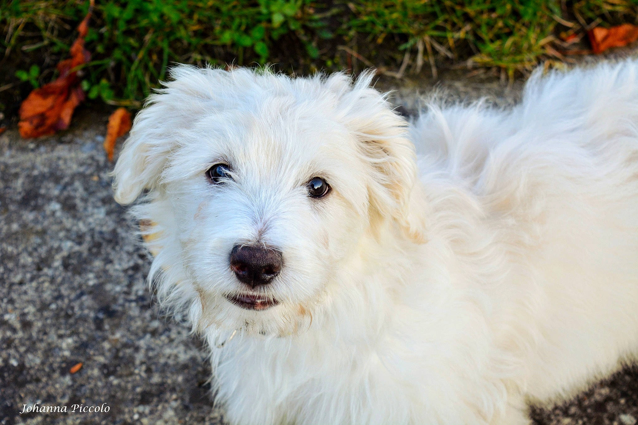 Flash participe au concours pour gagner de l'argent avec cette photo : canidae, carnivore, companion_dog, dog, dog_breed, fur, grass, labradoodle, maltepoo, non_sporting_group, plant, puppy, small_terrier, snout, sporting_group, terrestrial_animal, terrier, toy_dog, water_dog, working_animal