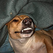 Skeeter is registered to the contest to win money with this photo: animal, blanket, brown, canine, closeup, cozy, cute, dog, expression, face, fur, indoor, lying_down, nose, pet, playful, resting, smile, teeth, white
