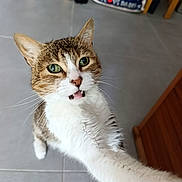 Kitty a rejoint le concours — aidez-le/la à gagner de superbes lots ! animal, background_objects, brown_fur, cat, close_up, curious, domestic_animal, feline, floor, fur_texture, green_eyes, indoor, looking_up, mouth_open, paw, pet, standing, tile, whiskers, white_fur