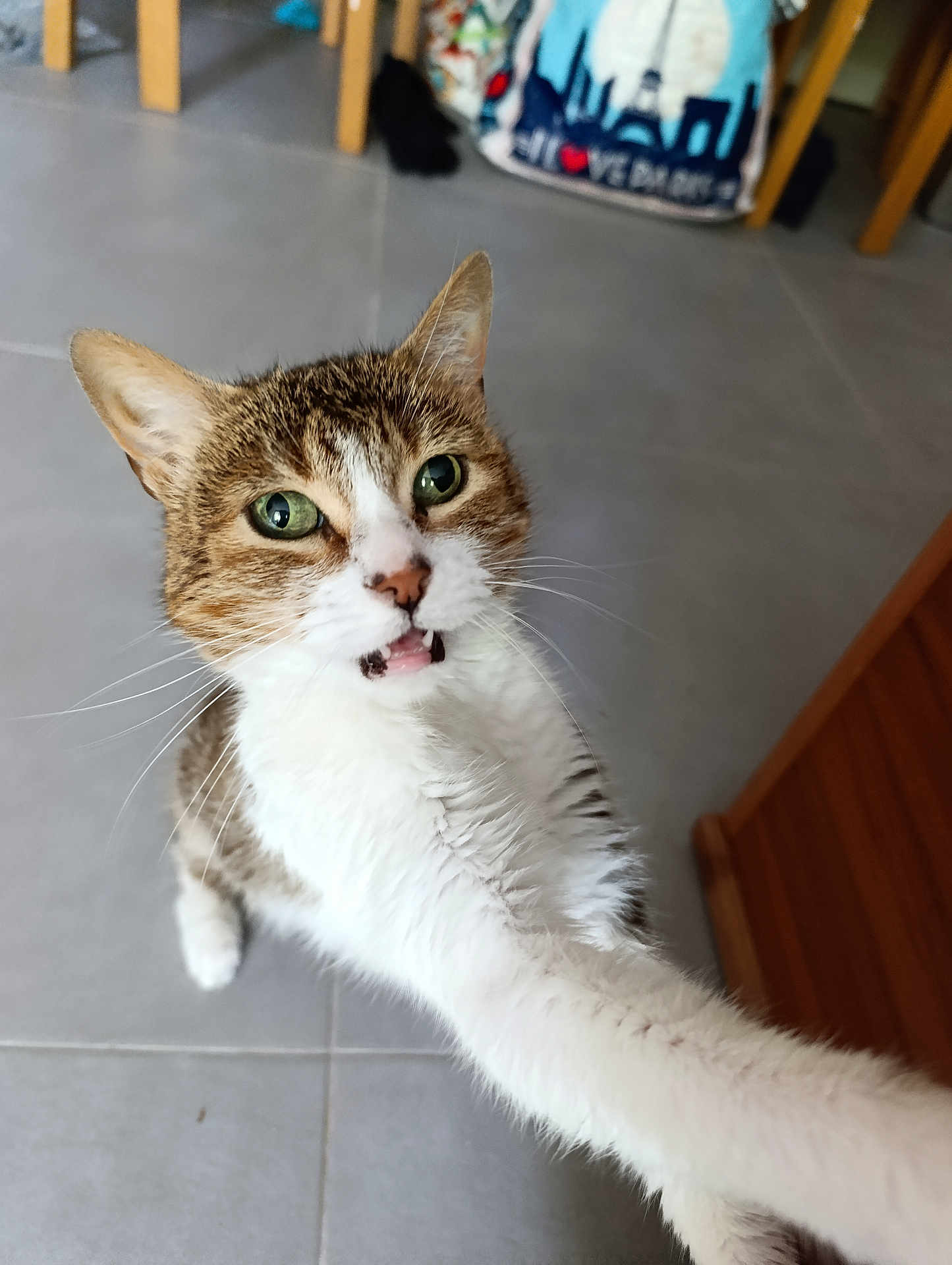 Kitty