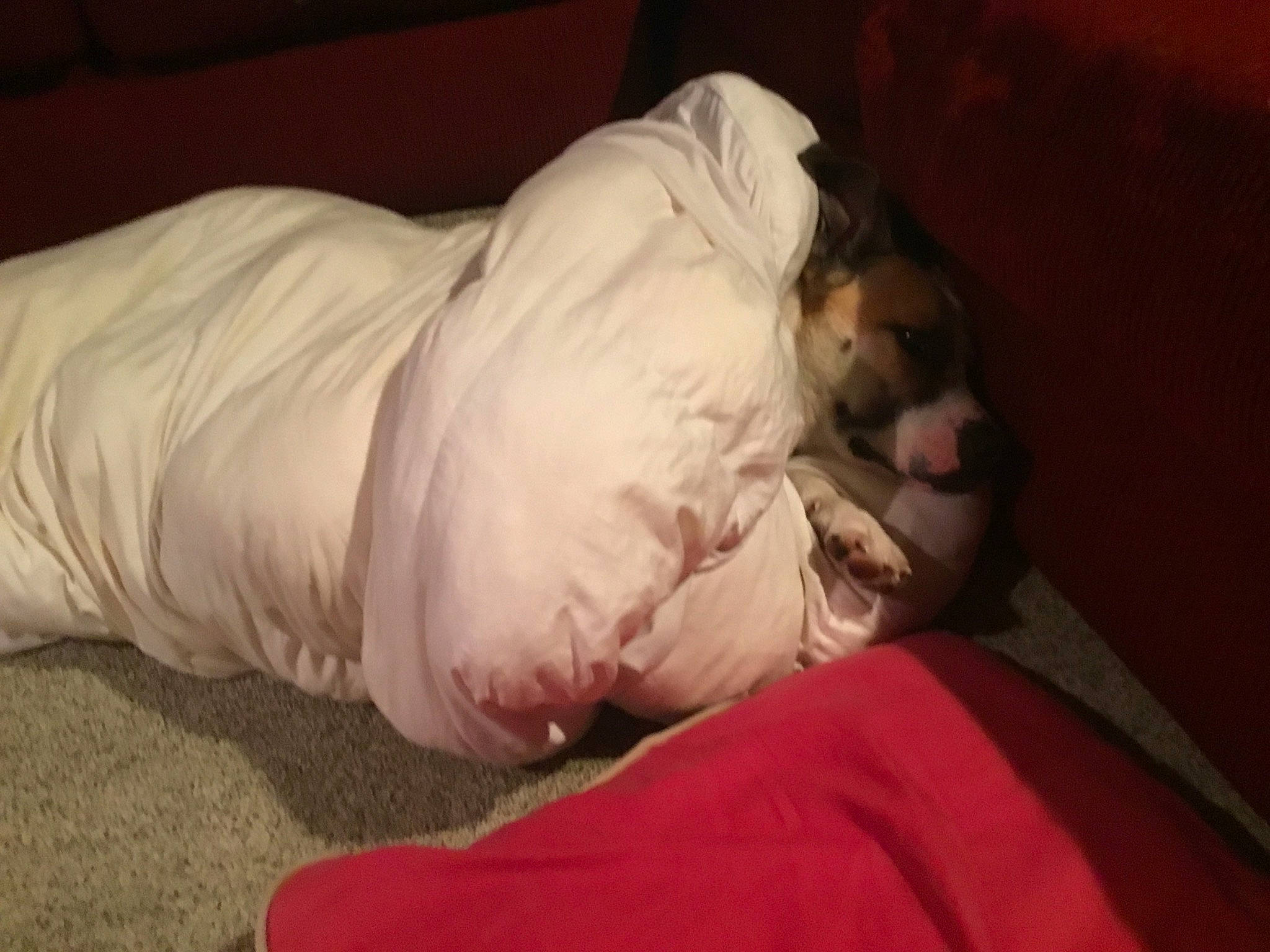 Nicki Fury is registered to the contest to win money with this photo: canidae, carnivore, companion_dog, dog_breed, nap, non_sporting_group, puppy, puppy_love, sleep, sporting_group