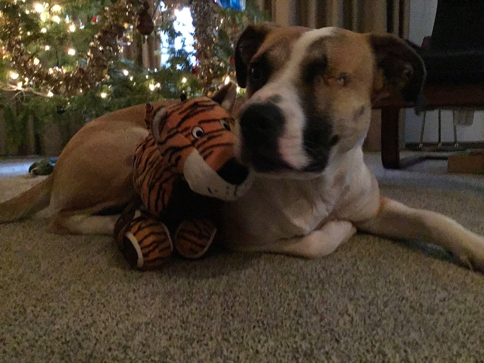 Nicki Fury joined the competition — help win amazing prizes! american_bulldog, american_staffordshire_terrier, bulldog, canidae, carnivore, catahoula_bulldog, companion_dog, dog, dog_breed, fawn, mammal, non_sporting_group, old_english_bulldog, olde_english_bulldogge, pit_bull, puppy_love, snout, sporting_group, valley_bulldog, vertebrate