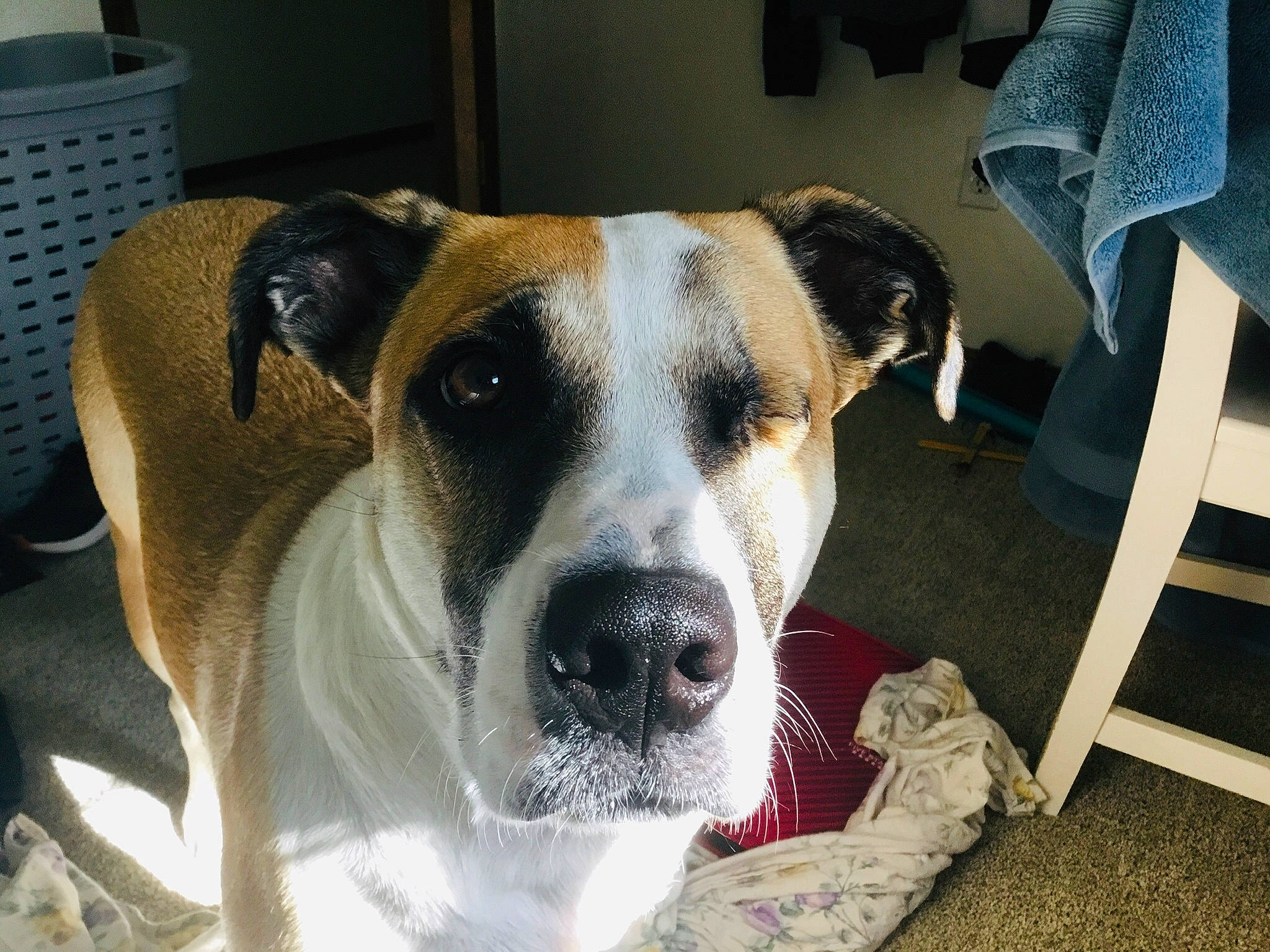 Nicki Fury joined the competition — help win amazing prizes! american_bulldog, canidae, carnivore, catahoula_bulldog, dog, dog_breed, fawn, mammal, non_sporting_group, nose, rare_breed_dog, snout, sporting_group, valley_bulldog, vertebrate, whiskers
