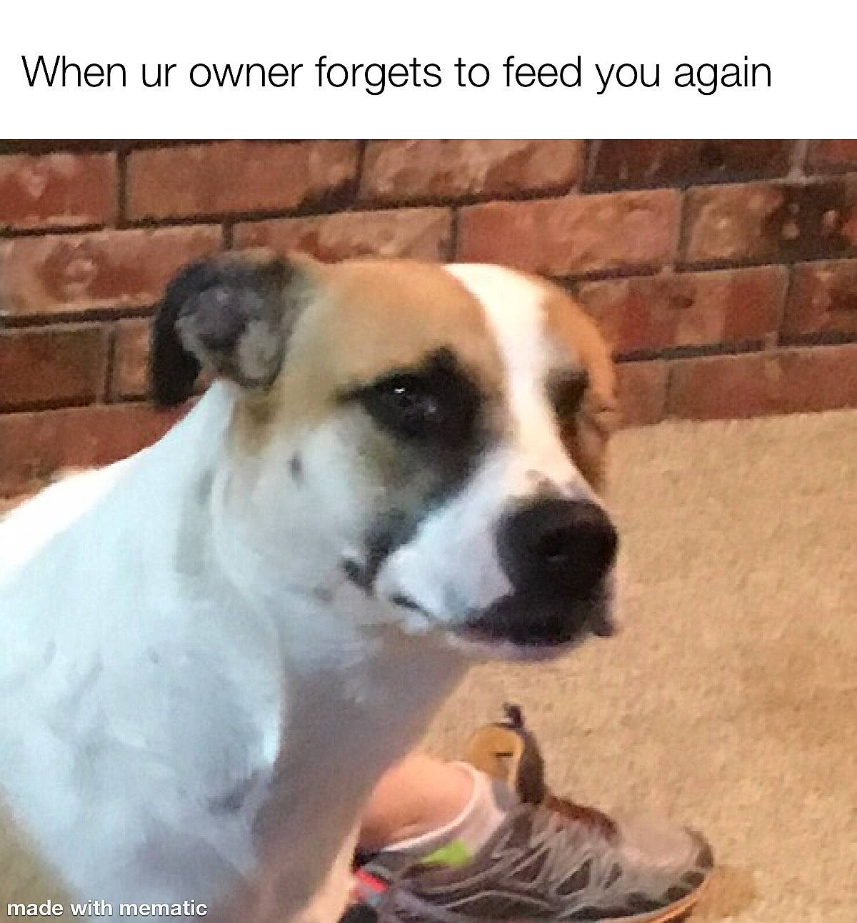 Nicki Fury joined the competition — help win amazing prizes! ancient_dog_breeds, bully_kutta, canidae, carnivore, central_asian_shepherd_dog, companion_dog, dog, dog_breed, fawn, mammal, nose, photo_caption, rafeiro_do_alentejo, rare_breed_dog, snout, street_dog, vertebrate