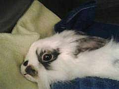 Idefix