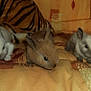Luna participe au concours pour gagner de l'argent avec cette photo :