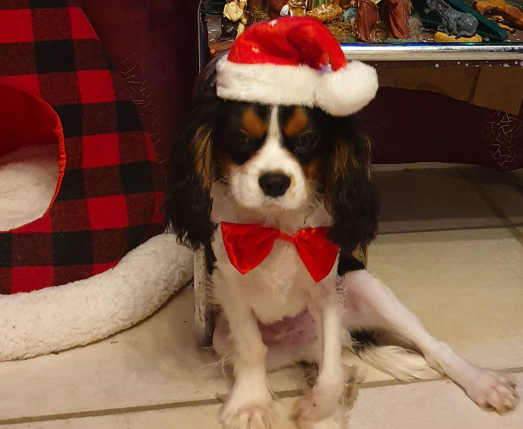 Marley a rejoint le concours — aidez-le/la à gagner de superbes lots ! beaglier, canidae, carnivore, cavalier_king_charles_spaniel, companion_dog, dog, dog_breed, king_charles_spaniel, mammal, phalene, puppy, puppy_love, rare_breed_dog, snout, spaniel, sporting_group, toy_dog, vertebrate