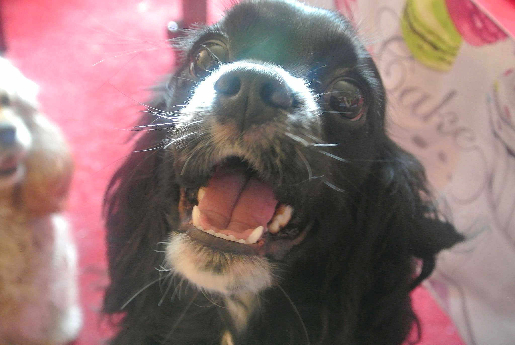 Chipie