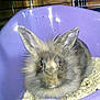 Reglisse participe au concours pour gagner de l'argent avec cette photo :
