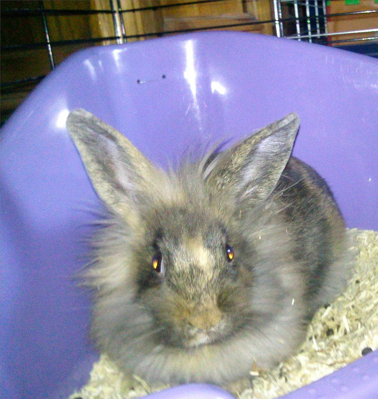 Reglisse