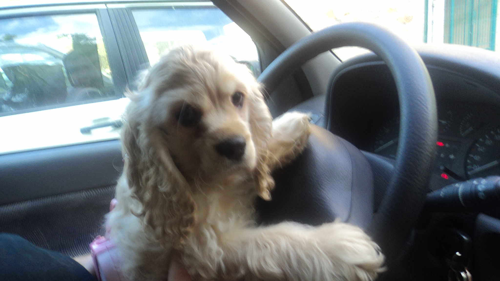 Daisy