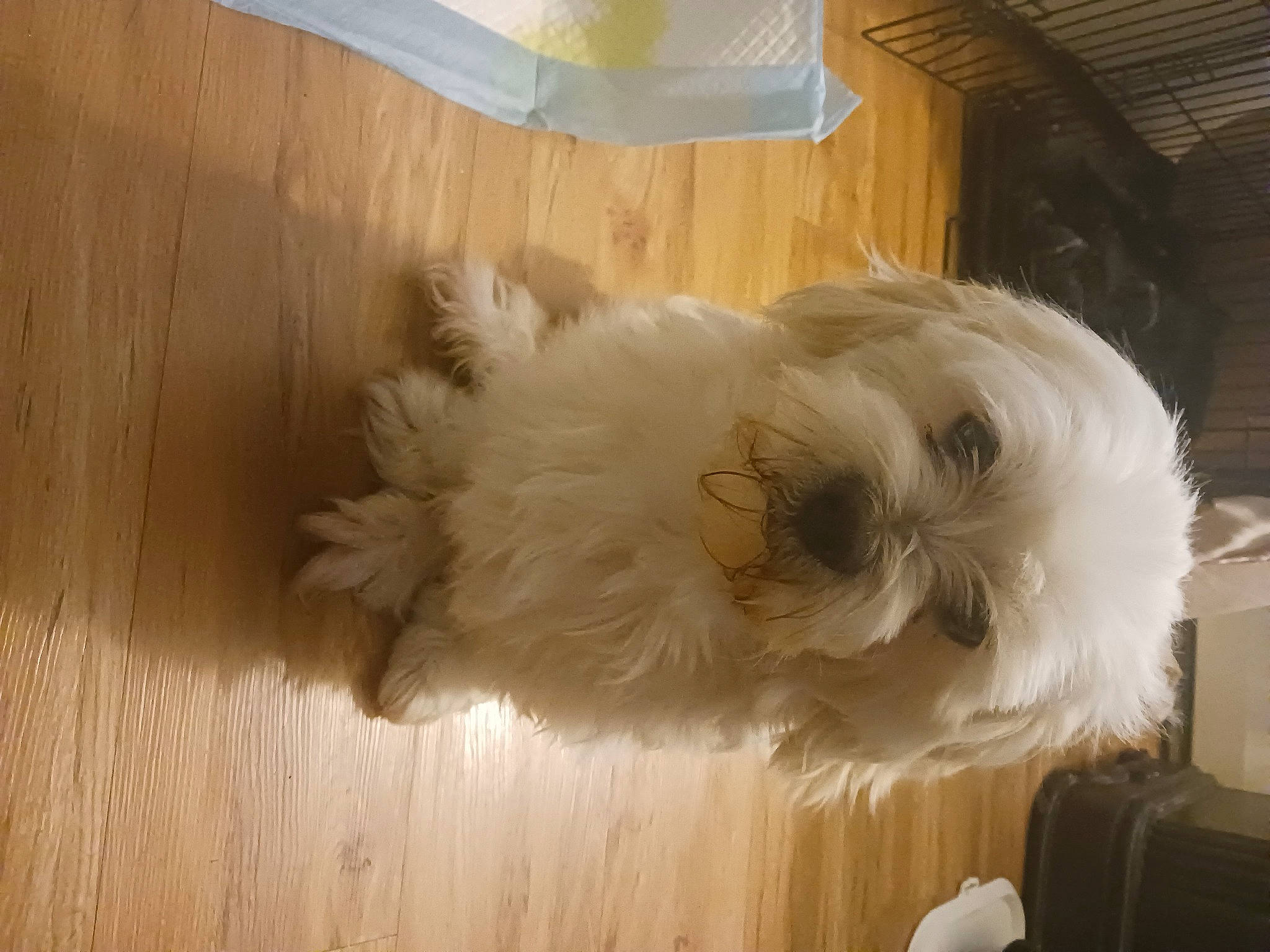 Miracle is registered to the contest to win money with this photo: canidae, carnivore, companion_dog, dog, dog_breed, dog_supply, fawn, flooring, fur, hardwood, liver, pet_supply, small_terrier, snout, sporting_group, tail, terrier, toy_dog, wood, working_animal