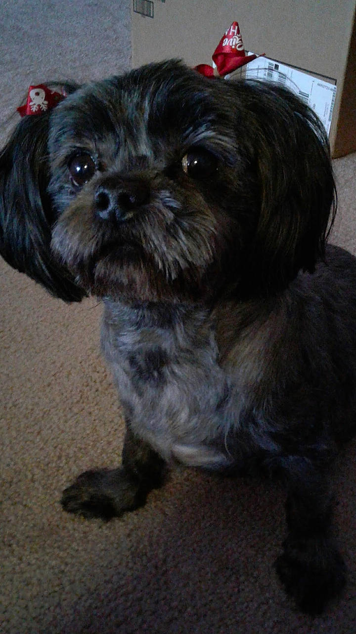 Midnight is registered to the contest to win money with this photo: canidae, carnivore, companion_dog, dog, dog_breed, dog_supply, fawn, fur, liver, pekapoo, poodle_crossbreed, shih_poo, shih_tzu, small_terrier, snout, sporting_group, terrestrial_animal, terrier, toy_dog, working_animal