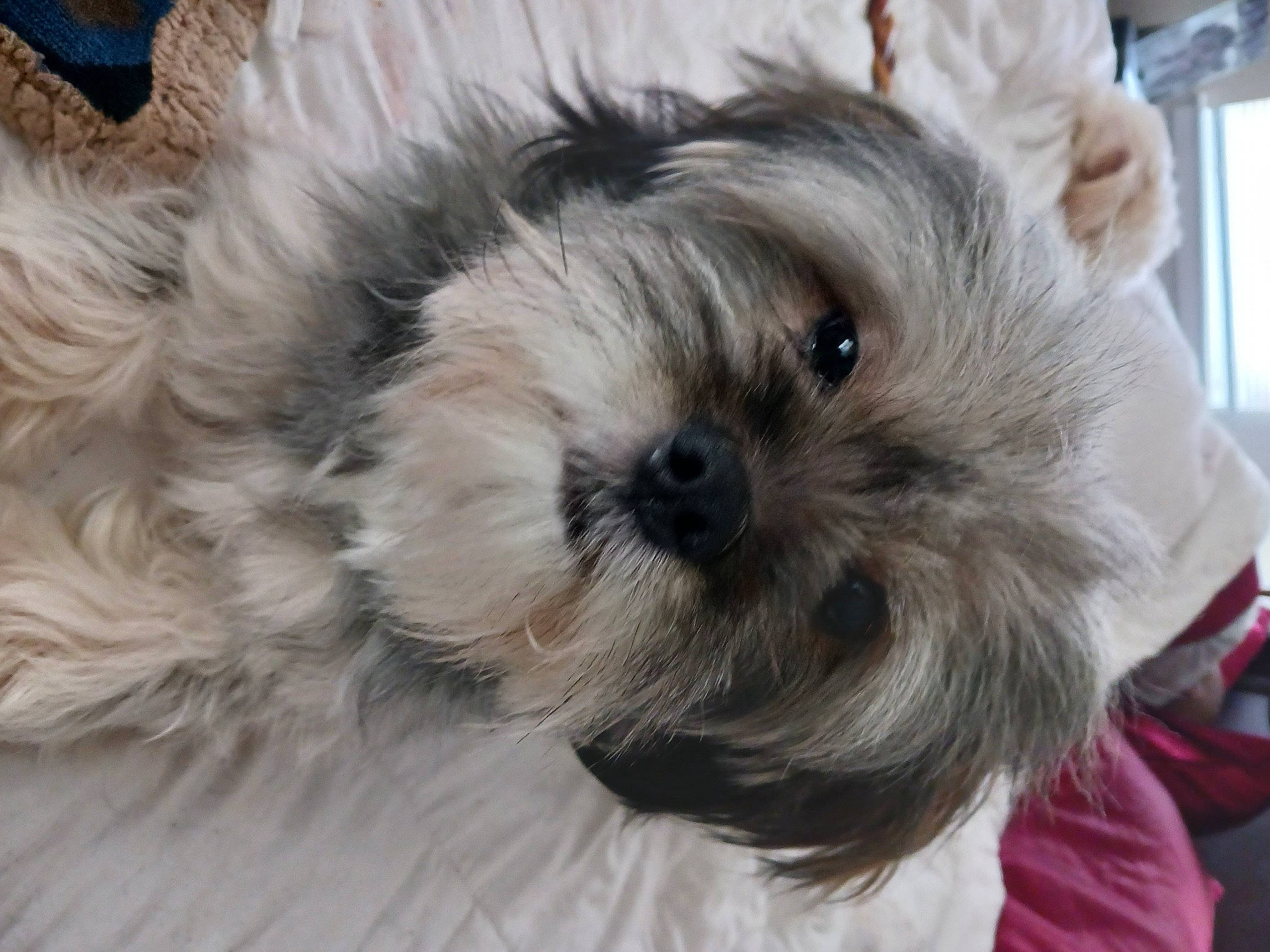 Poppi is registered to the contest to win money with this photo: carnivore, companion_dog, dog, dog_breed, dog_clothes, dog_supply, fawn, fur, mal_shi, poodle_crossbreed, puppy_love, shih_poo, shih_tzu, small_terrier, snout, terrier, toy_dog, whiskers, working_animal, yorkshire_terrier