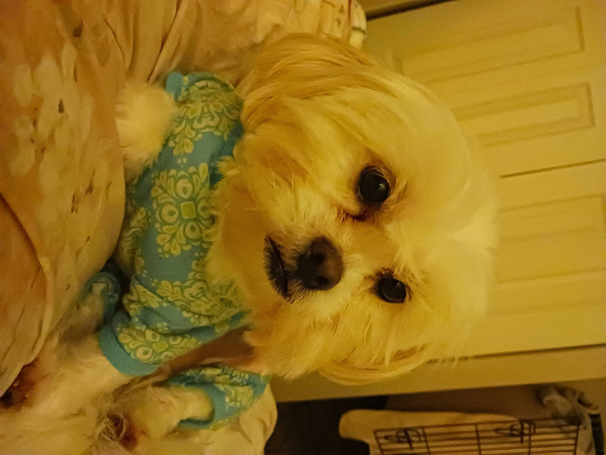 Ginger is registered to the contest to win money with this photo: canidae, carnivore, companion_dog, dog, dog_breed, fawn, fur, non_sporting_group, plush, puppy, room, small_terrier, snout, sporting_group, stuffed_toy, tail, toy, toy_dog, wood, working_animal