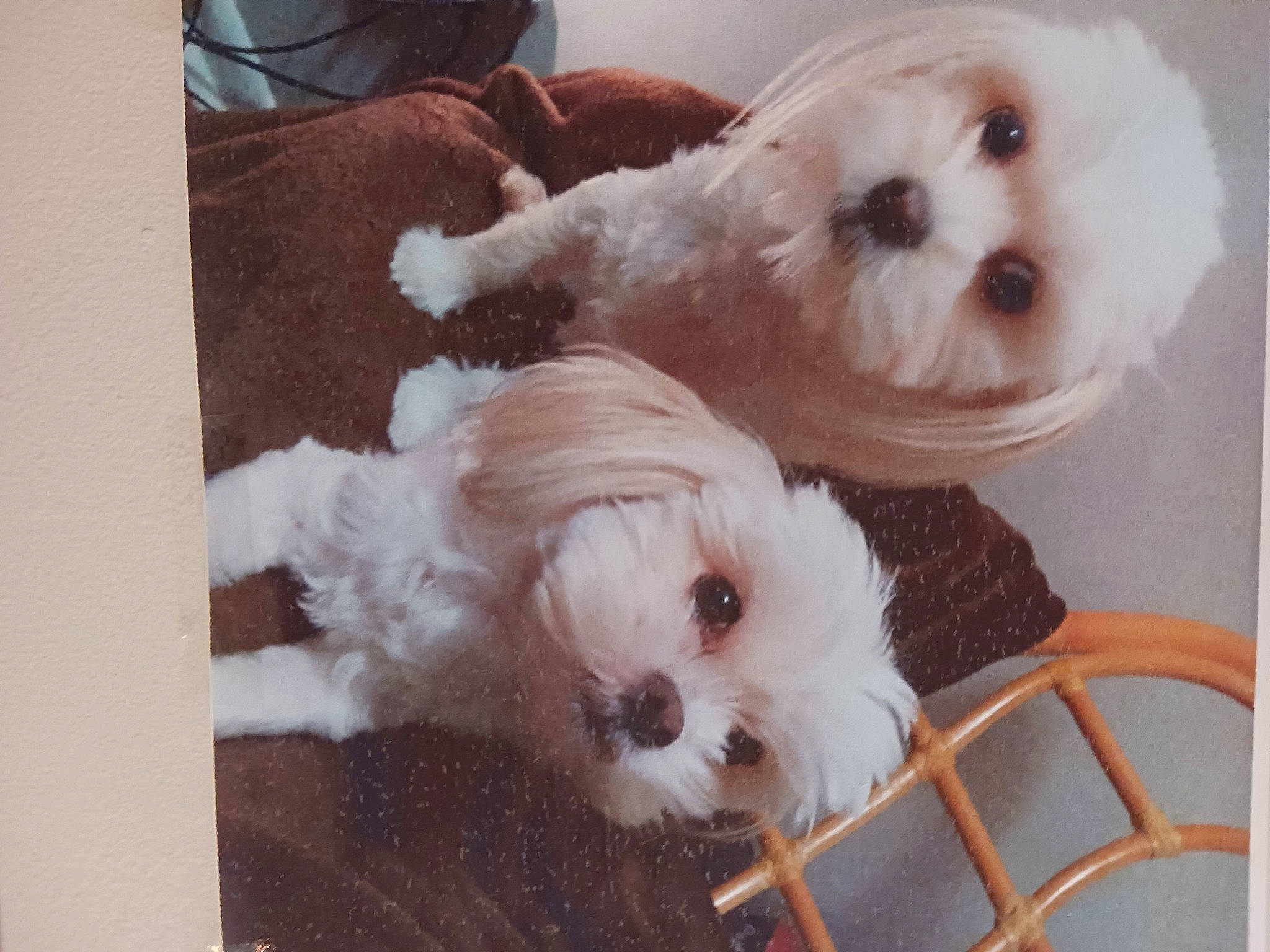 Ginger joined the competition — help win amazing prizes! canidae, carnivore, collar, companion_dog, dog, dog_breed, dog_collar, dog_supply, fur, mal_shi, maltepoo, non_sporting_group, pet_supply, puppy, shih_poo, small_terrier, snout, sporting_group, toy_dog, working_animal