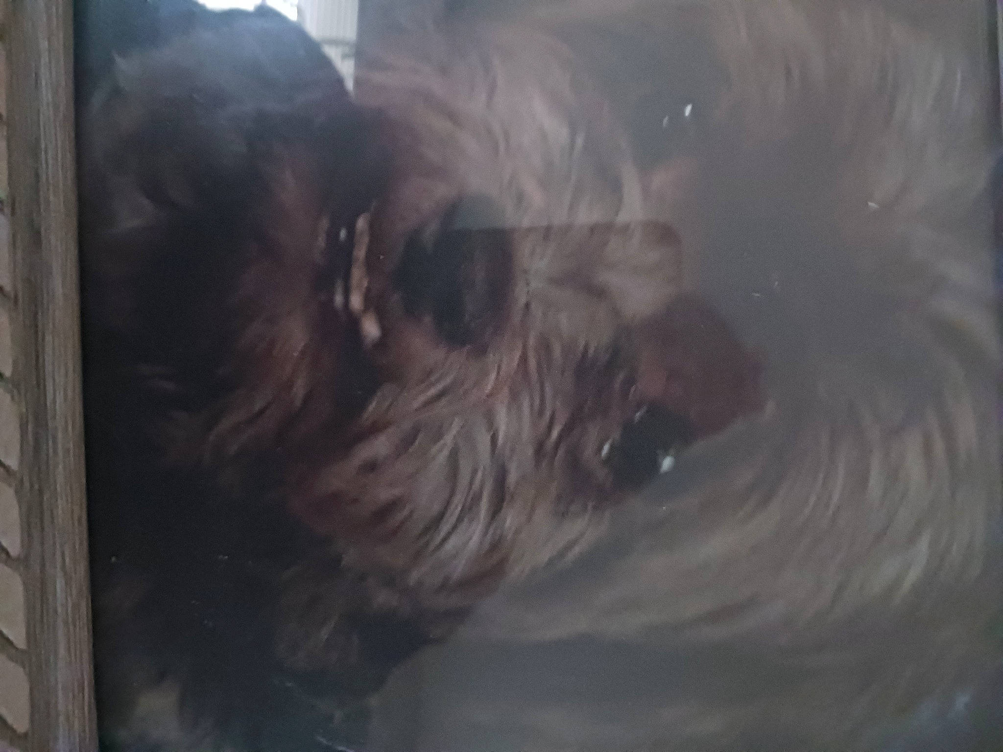 Magic joined the competition — help win amazing prizes! canidae, carnivore, companion_dog, dog_breed, felidae, fur, liver, small_to_medium_sized_cats, snout, sporting_group, tail, terrestrial_animal, terrier, toy_dog, whiskers, wood