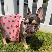 Bleu joined the competition — help win amazing prizes! dog, french_bulldog, grass, outdoor, pet, pink_dress, strawberry_pattern, fence, sunlight, animal, cute, canine, small_dog, ears, portrait, standing, daytime, nature, adorable, looking_away