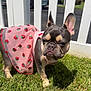 dog, french_bulldog, grass, outdoor, pet, pink_dress, strawberry_pattern, fence, sunlight, animal, cute, canine, small_dog, ears, portrait, standing, daytime, nature, adorable, looking_away
