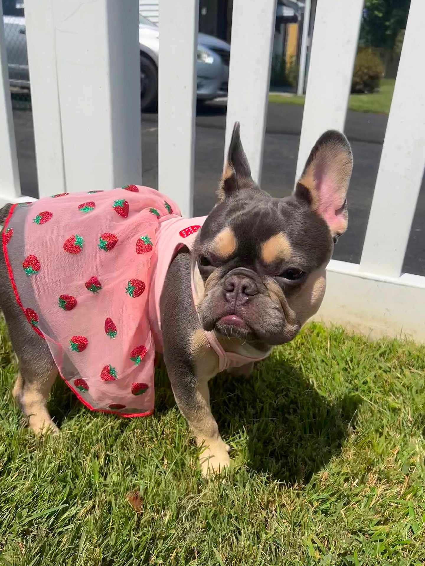 Bleu joined the competition — help win amazing prizes! dog, french_bulldog, grass, outdoor, pet, pink_dress, strawberry_pattern, fence, sunlight, animal, cute, canine, small_dog, ears, portrait, standing, daytime, nature, adorable, looking_away