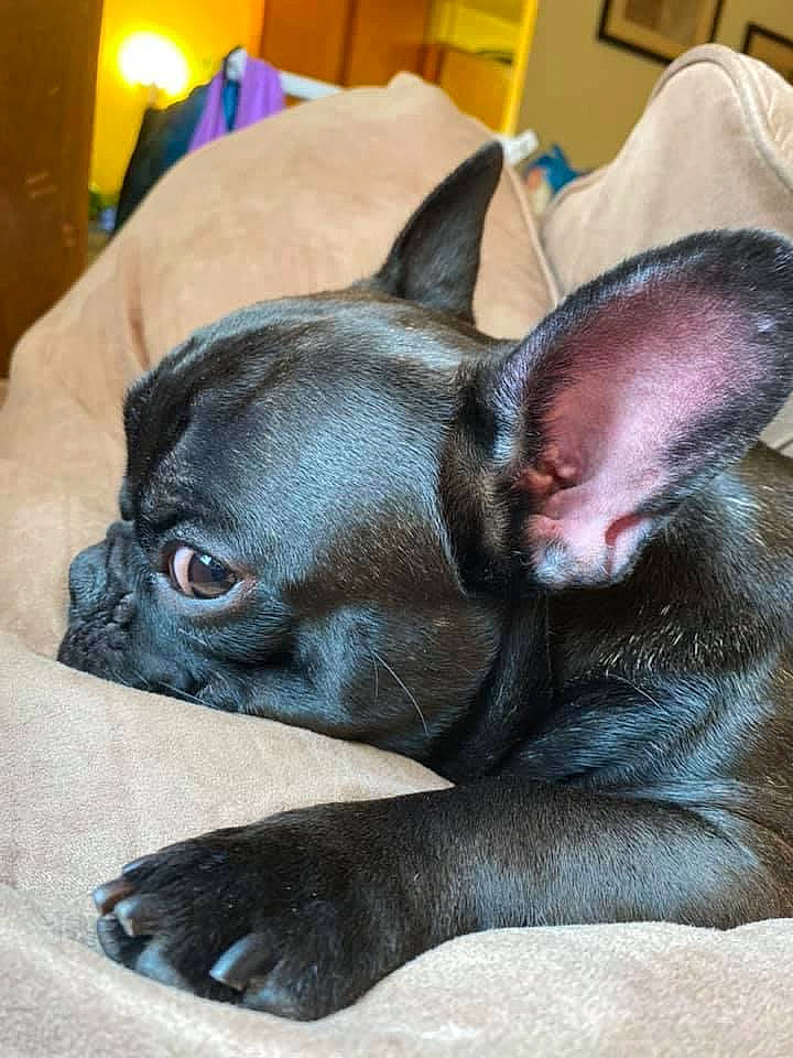 Leland joined the competition — help win amazing prizes! carnivore, comfort, companion_dog, dog, dog_breed, ear, eye, fawn, grey, human_body, liver, mammal, pug, snout, sporting_group, toy_dog, vertebrate, whiskers, working_animal, wrinkle
