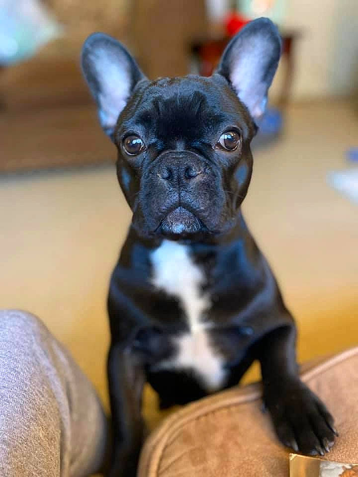 Leland joined the competition — help win amazing prizes! bulldog, canidae, carnivore, comfort, companion_dog, dog, dog_breed, ear, fawn, french_bulldog, molosser, puppy, snout, sporting_group, tableware, terrestrial_animal, toy_dog, whiskers, working_animal, wrinkle