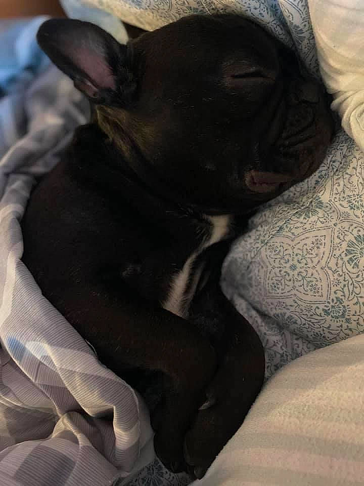 Leland is registered to the contest to win money with this photo: bulldog, canidae, carnivore, comfort, companion_dog, dog, dog_breed, ear, fawn, fur, grey, non_sporting_group, pug, snout, sporting_group, toy_dog, whiskers, working_animal, wrinkle