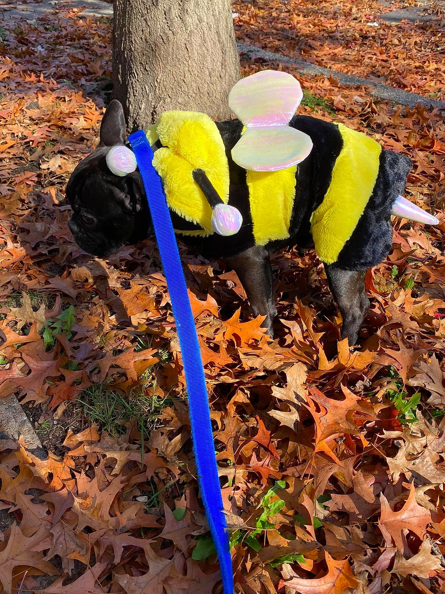 Leland joined the competition — help win amazing prizes! autumn, botany, child_art, compost, deciduous, electric_blue, fungus, garden_tool, grass, natural_landscape, people_in_nature, plant, plant_stem, soil, spring, terrestrial_plant, tree, trunk, twig, wood