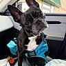 dog, pet, car_interior, blue_harness, black_dog, white_chest, ears, head_tilt, window, raindrops, seat, leash, keychain, bag, curious, close_up, indoors, daylight, animal, canine