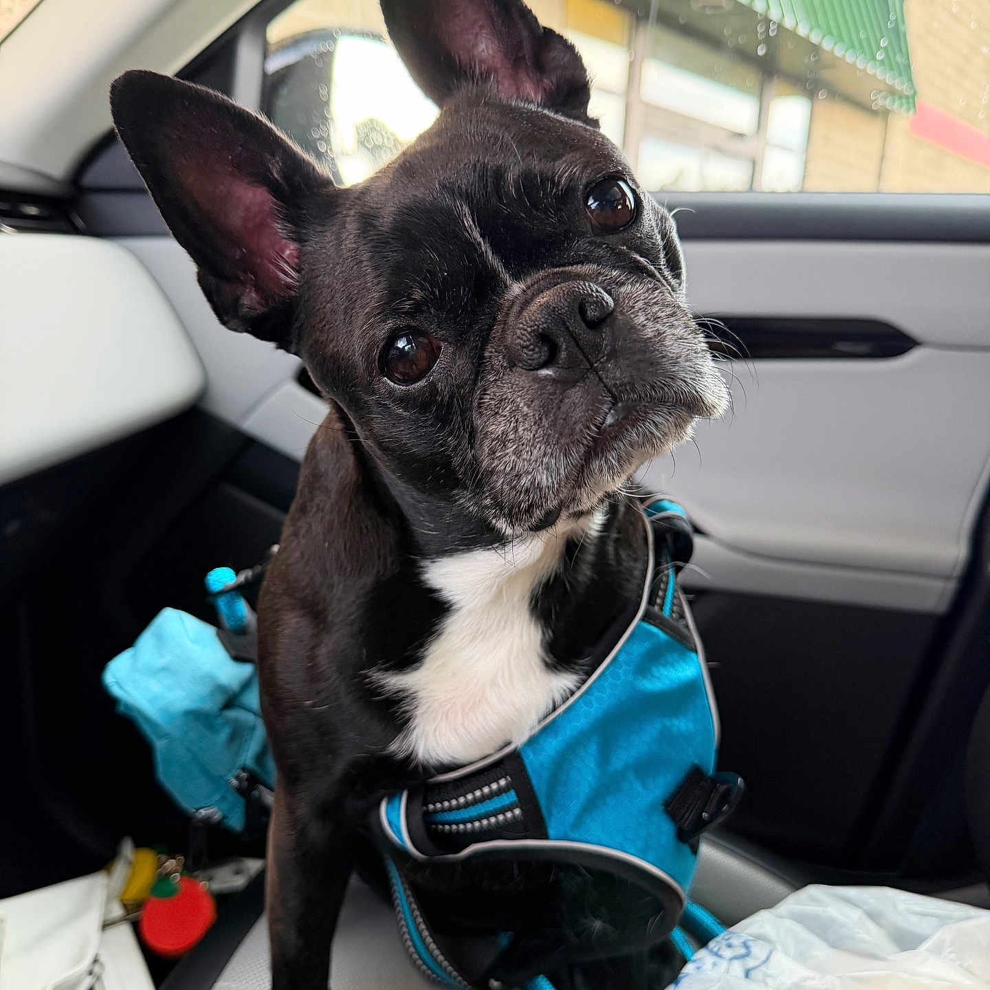 Winnie Cooper is registered to the contest to win money with this photo: dog, pet, car_interior, blue_harness, black_dog, white_chest, ears, head_tilt, window, raindrops, seat, leash, keychain, bag, curious, close_up, indoors, daylight, animal, canine