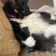 Windy is registered to the contest to win money with this photo: alert, black_and_white, cat, close_up, couch, cozy, curious, domestic_animal, feline, fur, household, indoor, laying_down, paw, pet, relaxed, remote_control, resting, tuxedo_cat, whiskers