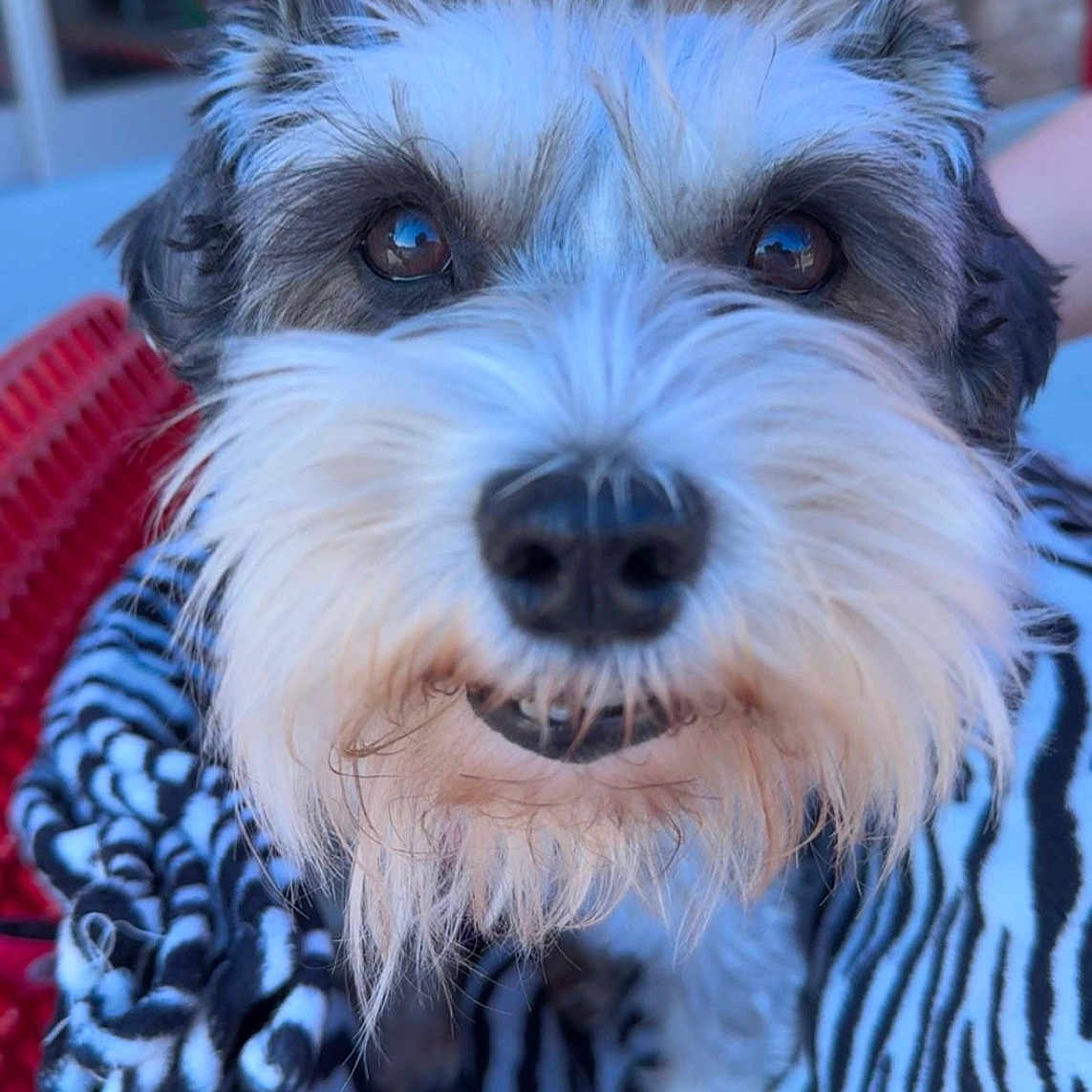 Miss Lilly joined the competition — help win amazing prizes! animal, beard, blanket, canine, close_up, companion, cozy, curious, cute, dog, eyes, fluffy, friendly, fur, nose, outdoor, pet, portrait, snout, zebra_stripe