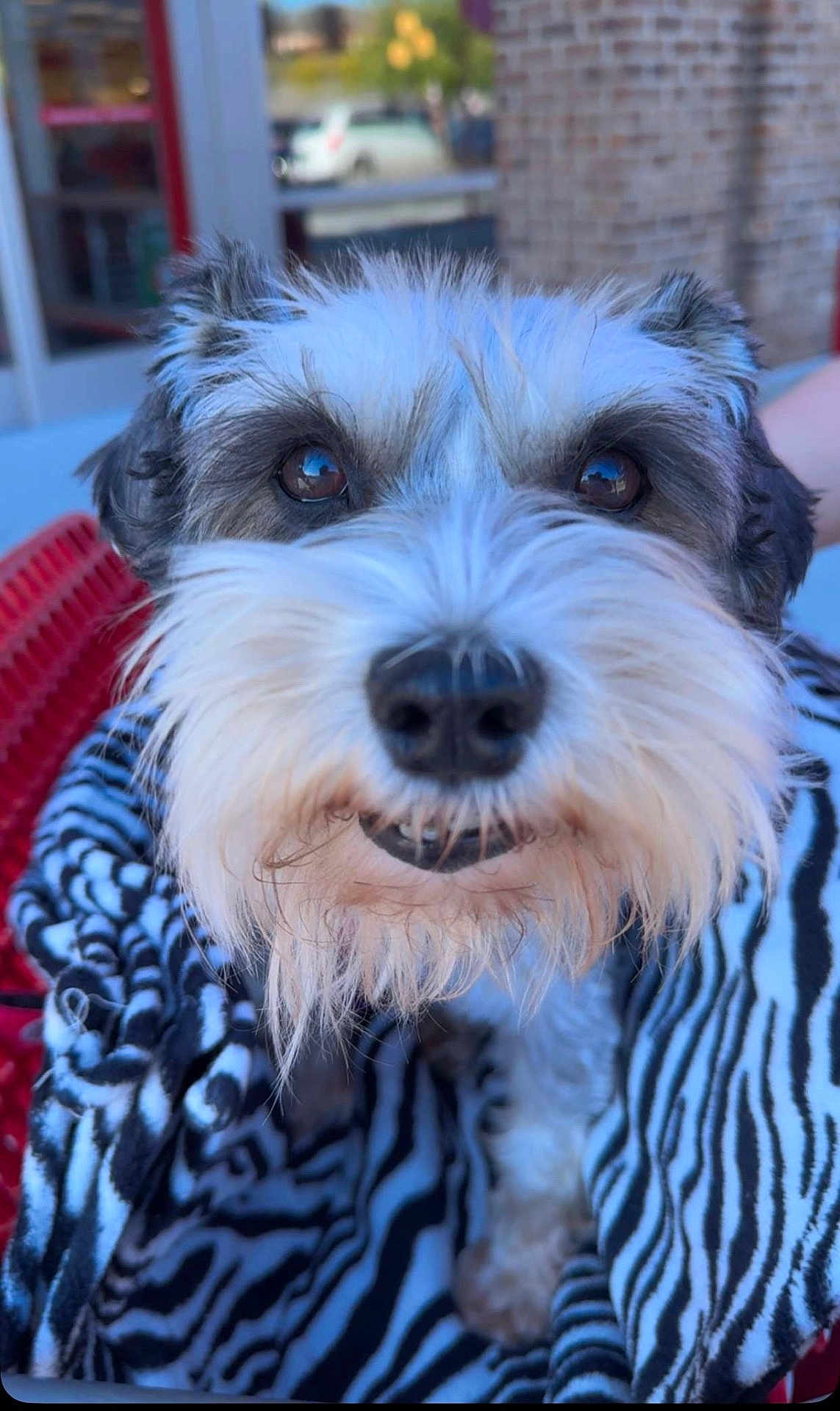 Miss Lilly joined the competition — help win amazing prizes! dog, close_up, fluffy, beard, blanket, zebra_stripe, outdoor, pet, animal, cute, fur, snout, nose, eyes, cozy, portrait, canine, friendly, companion, curious