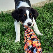 Aiko a rejoint le concours — aidez-le/la à gagner de superbes lots ! puppy, dog, playing, rope_toy, grass, outdoor, pet, black_and_white, cute, chewing, hand, tug_of_war, animal, young_dog, fun, greenery, fur, grass_lawn, closeup, interaction