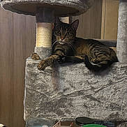 Necee is registered to the contest to win money with this photo: cat, tabby_cat, cat_tree, furniture, indoor, pet, animal, wood_panel_wall, clutter, household_items, relaxed, looking_at_camera, curious, paws, fur, whiskers, tail, sitting, gray, brown