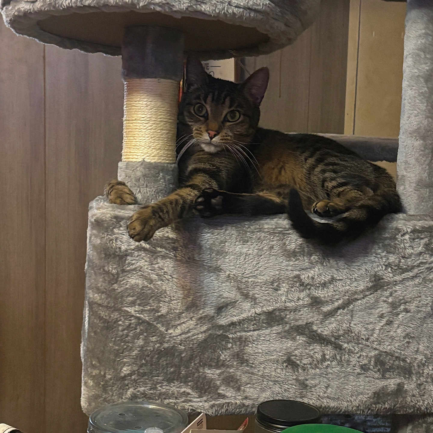 Necee is registered to the contest to win money with this photo: animal, brown, cat, cat_tree, clutter, curious, fur, furniture, gray, household_items, indoor, looking_at_camera, paws, pet, relaxed, sitting, tabby_cat, tail, whiskers, wood_panel_wall