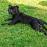 alert, animal, black_dog, canine, dog, domestic_animal, field, flora, grass, green, lawn, laying_down, mammal, nature, outdoor, paw, pet, relaxed, summer, sunlight