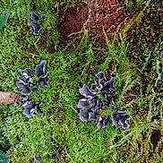 Summer is registered to the contest to win money with this photo: annual_plant, bilberry, electric_blue, flower, flowering_plant, garden, gardening, grapevine_family, grass, groundcover, herb, herbaceous_plant, leaf_vegetable, plant, shrub, soil, subshrub, terrestrial_plant, vascular_plant, vitis