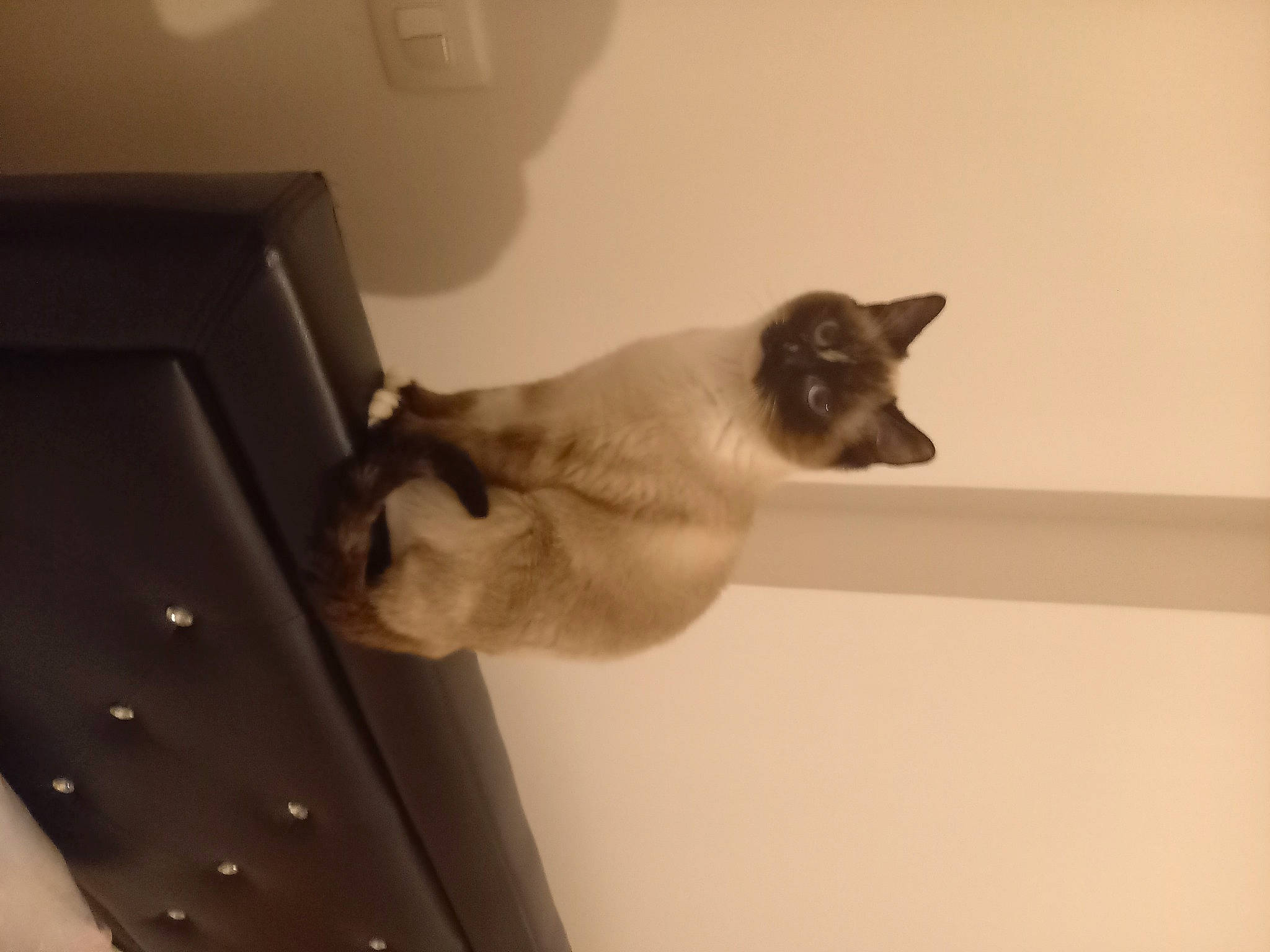 Sofia participe au concours pour gagner de l'argent avec cette photo : balinese, carnivore, cat, domestic_short_haired_cat, fawn, felidae, fur, room, siamese, small_to_medium_sized_cats, snout, tail, thai, whiskers, wood