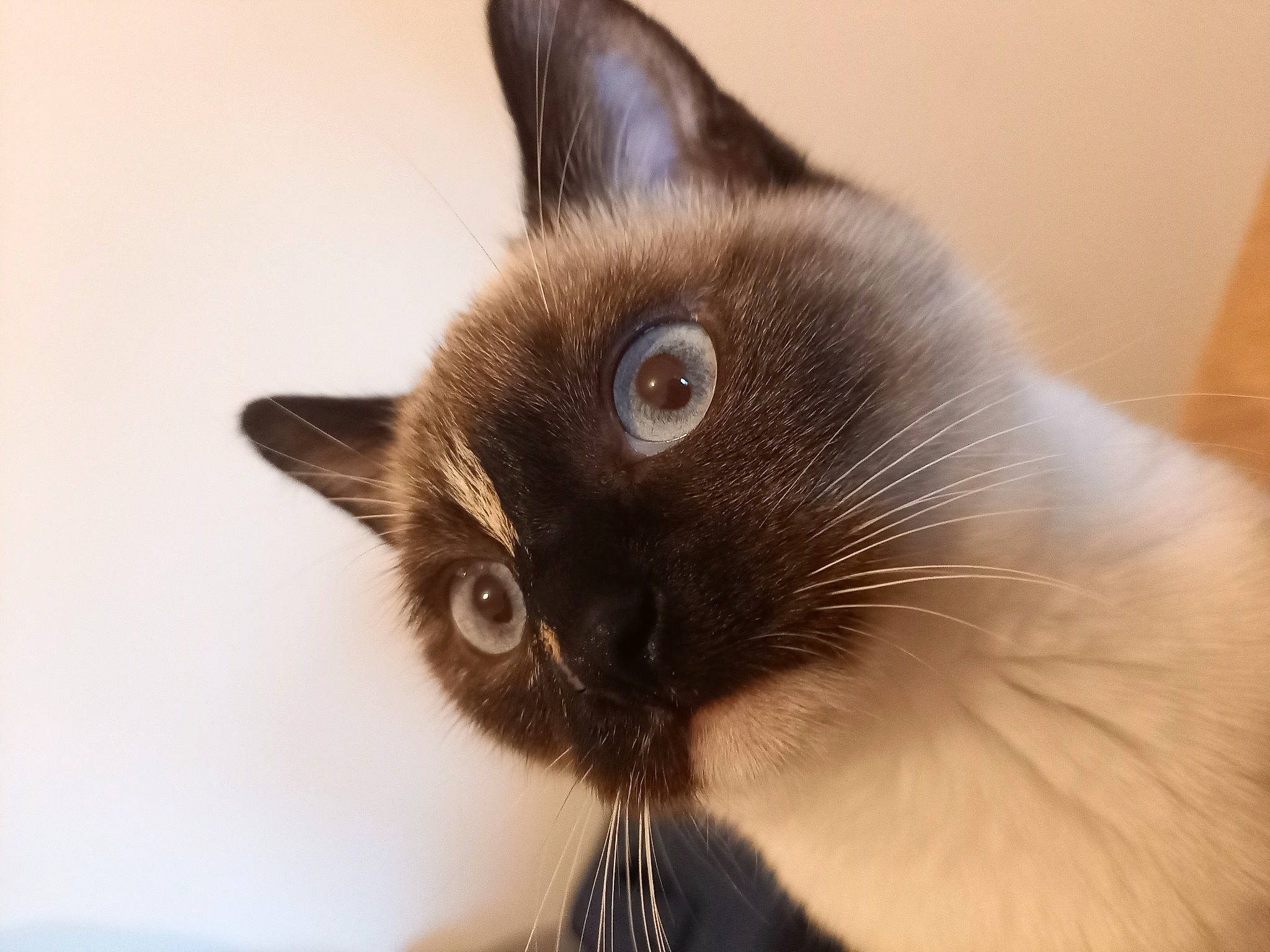 Sofia a rejoint le concours — aidez-le/la à gagner de superbes lots ! carnivore, cat, ear, fawn, felidae, fur, siamese, small_to_medium_sized_cats, snout, thai, whiskers