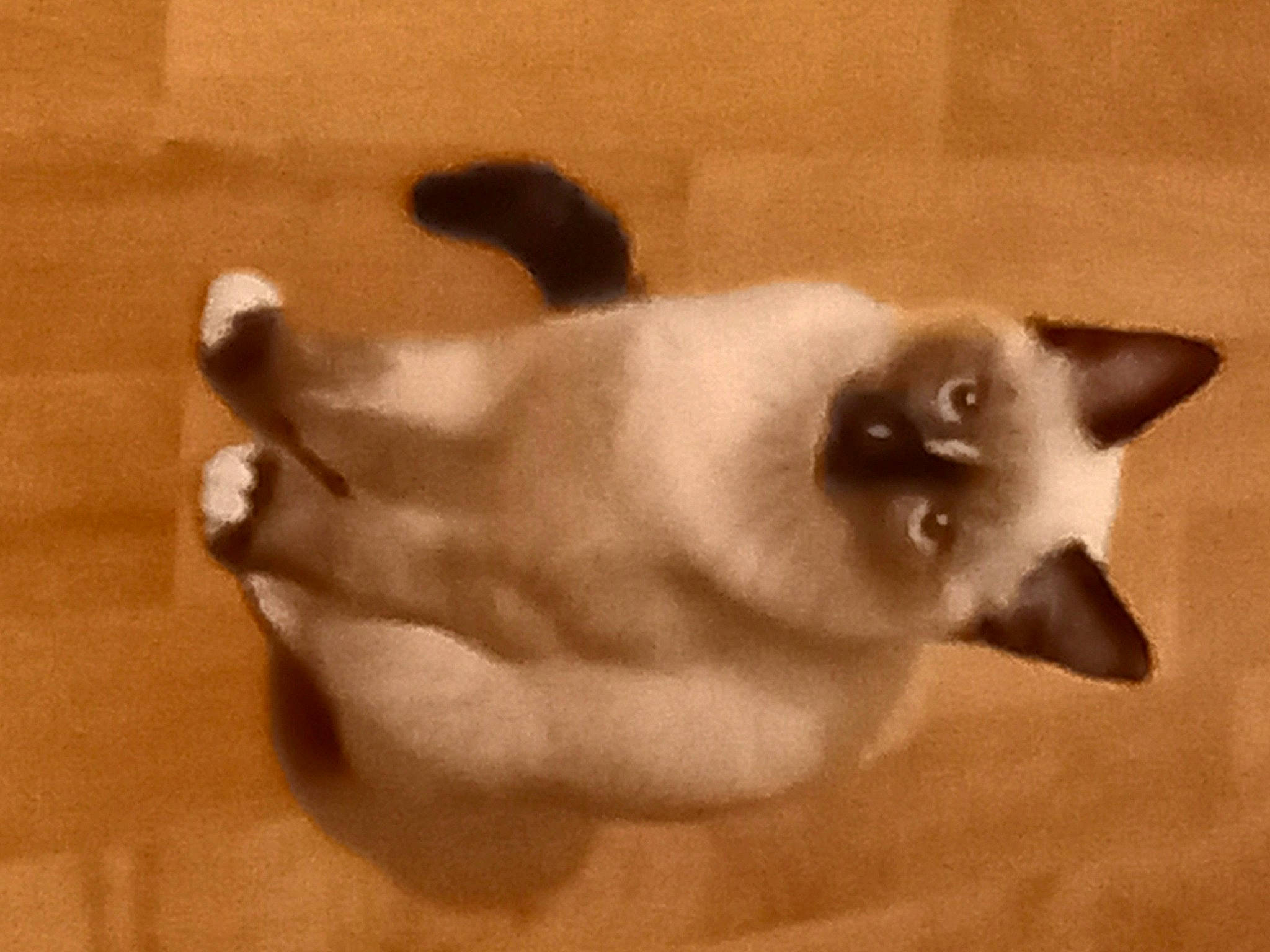 Sofia a rejoint le concours — aidez-le/la à gagner de superbes lots ! balinese, carnivore, cat, fawn, felidae, flooring, fur, hardwood, siamese, small_to_medium_sized_cats, tail, thai, tints_and_shades, whiskers, wood