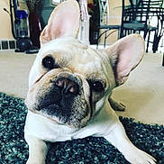 Brutus joined the competition — help win amazing prizes! dog, french_bulldog, pet, indoor, carpet, blue_rug, head_tilt, curious, canine, animal, domestic, paw, face, ears, living_room, furniture, vacuum_cleaner, floor, close_up, cute