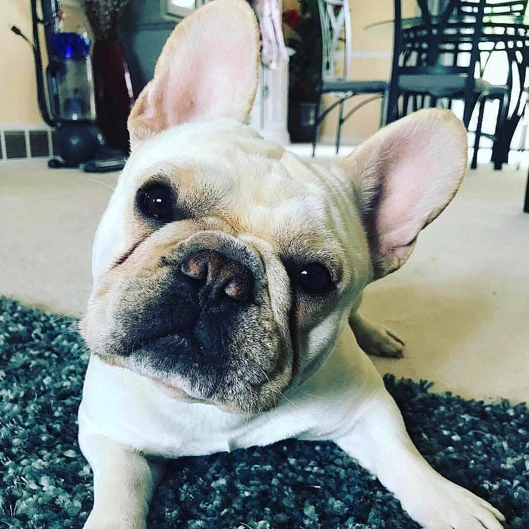 Brutus joined the competition — help win amazing prizes! dog, french_bulldog, pet, indoor, carpet, blue_rug, head_tilt, curious, canine, animal, domestic, paw, face, ears, living_room, furniture, vacuum_cleaner, floor, close_up, cute