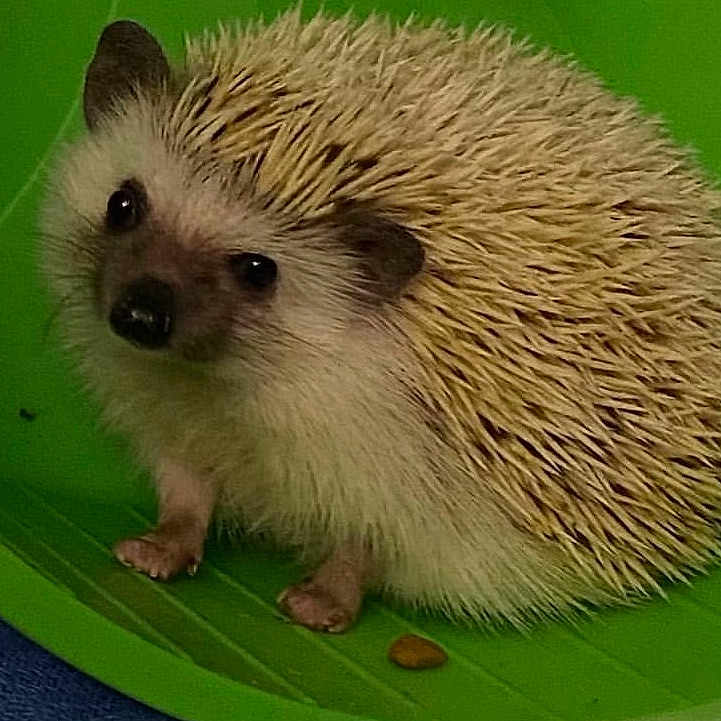 Doodle is registered to the contest to win money with this photo: domesticated_hedgehog, erinaceidae, eye, fawn, fruit, fur, grass, hair, head, hedgehog, porcupine, rodent, snout, terrestrial_animal, whiskers, wildlife